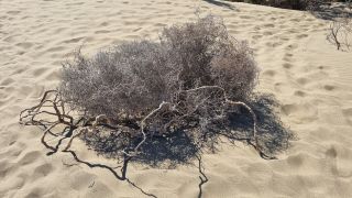 2023-GC--Mapalomas dunas-S123-129.jpg